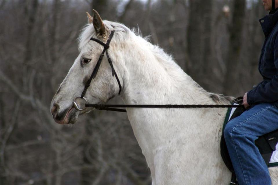 Horses for Lease For Sale Floralake Curly Horses